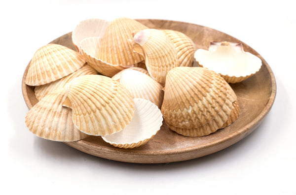 Beige Deep Scallop Shells - Pack of 10